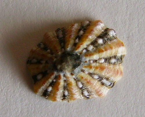 Cellana ornata